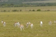 Safari, springboks